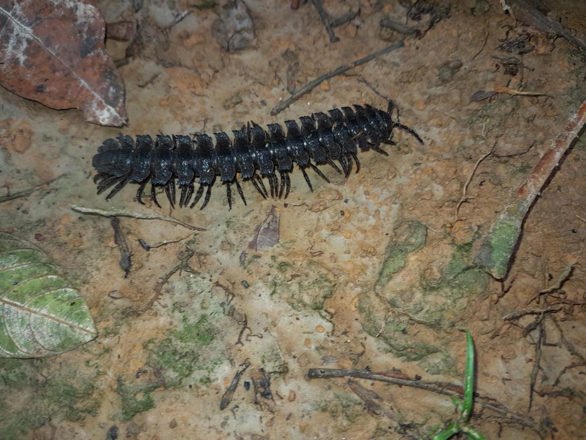 Апартаменты Casa Do Xingu Летисия Экстерьер фото